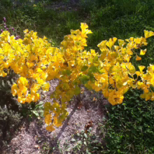 Brilliant golden Ginkgo tree in autumn, its fan-shaped leaves creating a vibrant burst of color against the green grass.
