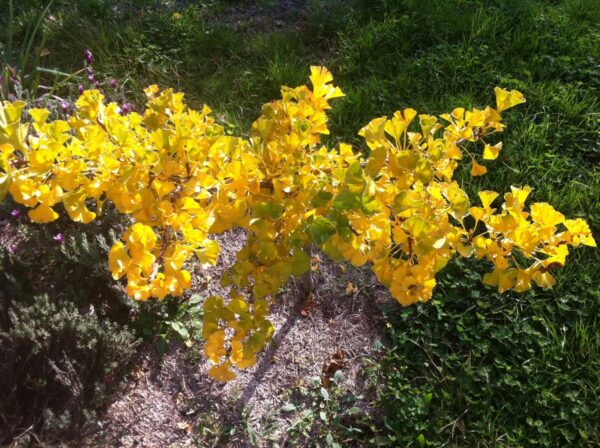 <i>Ginkgo biloba</i> 'Jade Butterflies' - Image 8