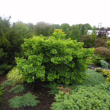 Lush garden scene featuring a vibrant green Ginkgo biloba 'Troll' dwarf tree as a focal point, surrounded by various conifers and shrubs in a landscape design. A diverse collection of plants creates a textured and colorful garden setting.