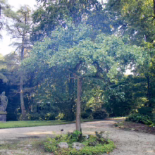 Ginkgo tree with vibrant green fan-shaped leaves, centered in a gravel garden with surrounding greenery. Tall trees and a statue add depth to the serene landscape.