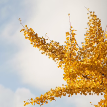 Ginkgo tree branches ablaze with golden yellow leaves against a soft blue and white sky. The vibrant foliage showcases autumn's beauty.