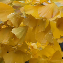 Close-up of vibrant yellow Ginkgo leaves glistening with raindrops, showcasing the beauty of autumn foliage.