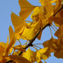 Golden ginkgo leaves on a branch against a bright blue sky. The fan-shaped foliage glows in the sunlight, showcasing the vibrant autumn color.