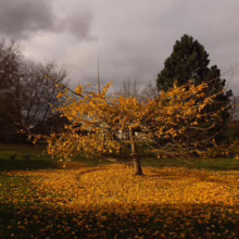 Golden autumn tree shedding leaves onto a green lawn under a cloudy sky. The scene evokes a peaceful, melancholic mood in a park setting.