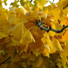 Golden ginkgo leaves clustered on a branch, showcasing their fan-like shape and vibrant yellow color in autumn. The sunlight filters through the leaves, creating a warm and inviting scene.