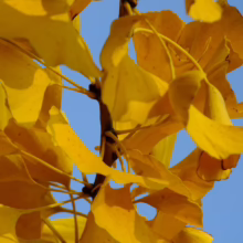 Close-up of vibrant yellow Ginkgo Biloba leaves against a clear blue sky. The fan-shaped leaves create a stunning autumn display.