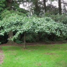 A weeping Ginkgo tree with vibrant green, fan-shaped leaves stands gracefully on a lush green lawn. The tree's branches cascade downwards, creating a unique, umbrella-like canopy against a backdrop of taller trees.