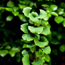 Close-up of a Ginkgo biloba branch showcasing vibrant green, fan-shaped leaves. The unique foliage stands out against a blurred, lush green background, highlighting the ancient tree's distinctive beauty.