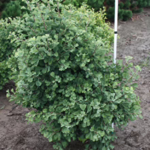 Dwarf Ginkgo biloba 'Jade Butterflies' shrub with fan-shaped green leaves, showcasing its compact size and unique form in a garden setting. Ideal for small gardens.