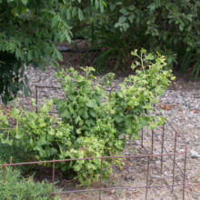 A young Ginkgo biloba tree, protected by a rustic metal cage, displays vibrant green fan-shaped leaves in a garden setting. The tree is surrounded by gravel and other greenery.