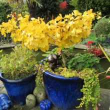 Vibrant yellow Ginkgo Biloba tree in a blue pot beside a tranquil pond. Lush garden setting with colorful foliage and whimsical stone decorations. A peaceful autumn scene.