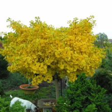 Golden Ginkgo tree in full autumn color, a vibrant yellow against a backdrop of green conifers in a garden setting. A small white dog explores the foliage at the tree's base.