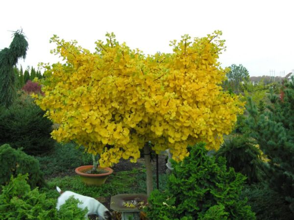 <i>Ginkgo biloba</i> 'Ming Princess' - Image 3