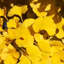 Close-up of vibrant yellow Ginkgo Biloba leaves in autumn sunlight. The fan-shaped foliage creates a warm, golden texture, perfect for fall-themed blog content.