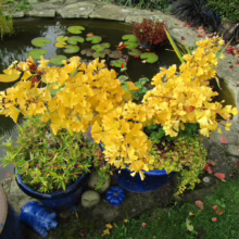 Vibrant yellow ginkgo bonsai trees in blue pots beside a tranquil pond with lily pads and goldfish, creating a serene garden scene.