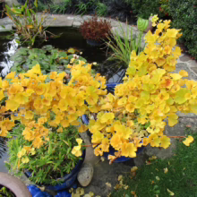 Bright yellow Ginkgo Biloba trees in blue pots beside a tranquil pond with lily pads. A peaceful garden scene with vibrant fall foliage and a serene water feature.