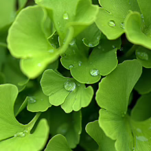 Close-up of vibrant green Ginkgo Biloba leaves glistening with raindrops. The fan-shaped foliage highlights the unique texture and beauty of this ancient tree.