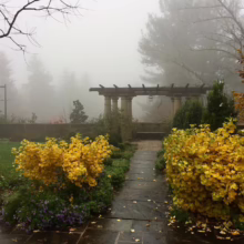 Foggy autumn garden scene with yellow Ginkgo trees flanking a stone path leading to a pergola. Trees fade into the misty background.