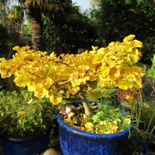 Vibrant golden Ginkgo biloba bonsai tree in a blue pot, its fan-shaped leaves ablaze with autumn color. Lush garden background with palm tree adds a tropical touch.