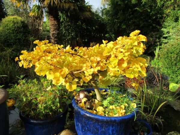 <i>Ginkgo biloba</i> 'Ming Princess' - Image 9