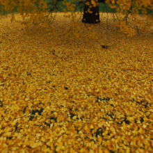 Golden ginkgo leaves carpet the ground under a mature ginkgo tree in autumn, creating a vibrant yellow landscape. The fallen leaves nearly obscure the green grass below.