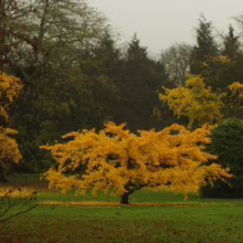 Vibrant yellow tree stands out against a backdrop of evergreens in an autumn landscape, with fallen leaves scattered on the green grass. A serene fall scene.