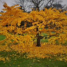 Gingko tree in autumn splendor, its golden leaves creating a vibrant canopy and carpet on the green lawn. Bare trees in the background hint at the season's transition.
