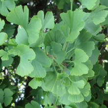 Lush green Ginkgo biloba leaves densely clustered on a branch, showcasing the fan-shaped foliage of this ancient tree.