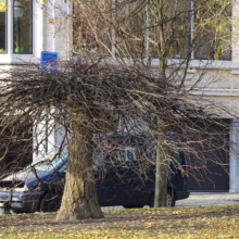 A uniquely shaped bare tree with thick trunk and wide, sprawling branches stands in a grassy area with fallen leaves, partially obscuring a dark blue van parked in front of a building with windows.