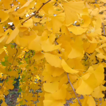 Golden ginkgo leaves in full autumn color cascade from branches, creating a vibrant canopy. The bright yellow foliage glows in the sunlight, showcasing the beauty of fall foliage.