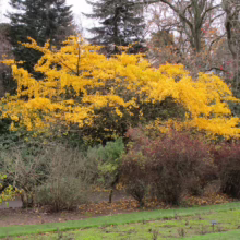 Vibrant yellow ginkgo tree in autumn, its golden leaves pop against the backdrop of a park with evergreens and red-leaved trees. A pathway and low shrubs add depth to this fall landscape.