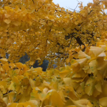 Gingko tree branches laden with vibrant golden yellow leaves, creating a dense canopy. Dewdrops glisten on the fan-shaped foliage, evoking a serene and autumnal mood.