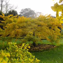Gingko tree ablaze with golden autumn leaves in a park setting. The vibrant yellow foliage contrasts with the surrounding green grass, creating a stunning fall landscape.