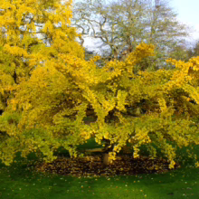 Gingko tree in full autumn color, its golden yellow leaves creating a vibrant canopy. Fallen leaves cover the ground beneath the tree, set against a green lawn and other trees in the background.