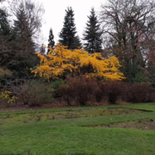Golden tree ablaze with autumn color in a serene botanical garden setting. Evergreens and bare trees frame the vibrant yellow foliage, contrasting with the green lawn and mossy ground.