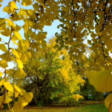 Ginkgo tree leaves in vibrant yellow, framing a park scene. Autumn foliage glows against a blue sky, creating a peaceful, golden landscape.