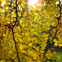Sunlight filters through a ginkgo tree's vibrant yellow leaves in autumn. Delicate branches frame the bright, golden foliage against a soft green backdrop.
