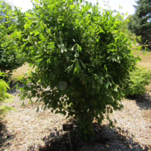 Lush green dwarf Ginkgo tree, densely packed leaves, mulch ground cover, sunny outdoor setting. Small sign at base. A serene garden scene.