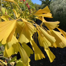 Golden Ginkgo leaves shimmer in the sunlight, showcasing their unique fan shape and vibrant autumn color. A branch laden with these leaves creates a stunning display against a blurred background of trees and sky.