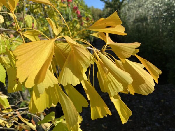 <i>Ginkgo biloba</i> 'Saratoga' - Image 2