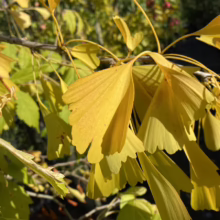 Golden ginkgo leaves in autumn sunlight. Fan-shaped foliage with delicate veins and scalloped edges, signaling the fall season.