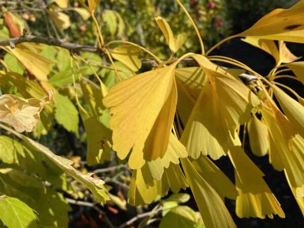 <i>Ginkgo biloba</i> 'Saratoga' - Image 3