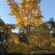 Ginkgo tree ablaze with golden yellow leaves against a clear blue sky. The autumn foliage is dense and vibrant, creating a stunning fall scene.