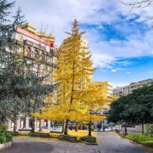 City park scene with a vibrant yellow Ginkgo tree in autumn, surrounded by green trees and buildings under a partly cloudy sky. Benches line the walkways in the tranquil urban setting.