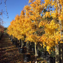Row of Ginkgo trees in black pots, ablaze with golden autumn foliage under a bright blue sky. Fallen leaves carpet the ground, creating a vibrant seasonal display at the tree nursery.