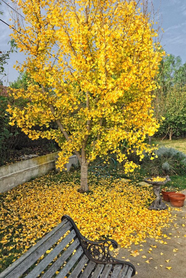 <i>Ginkgo biloba</i> 'Saratoga'