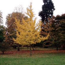 Ginkgo tree ablaze with golden autumn leaves stands prominently in a park setting, surrounded by other trees showing fall colors. Fallen leaves cover the ground, adding to the autumnal scene.