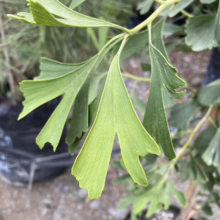 Close-up of vibrant green ginkgo biloba leaves with their distinctive fan shape, showcasing the tree's unique foliage and texture.