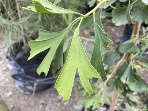 <i>Ginkgo biloba</i> 'Saratoga' - Image 8