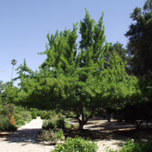 A lush green Chinese Pistache tree stands prominently in a garden setting, casting shade on a stone pathway. Other trees and plants add to the scene's depth. Clear blue sky above.